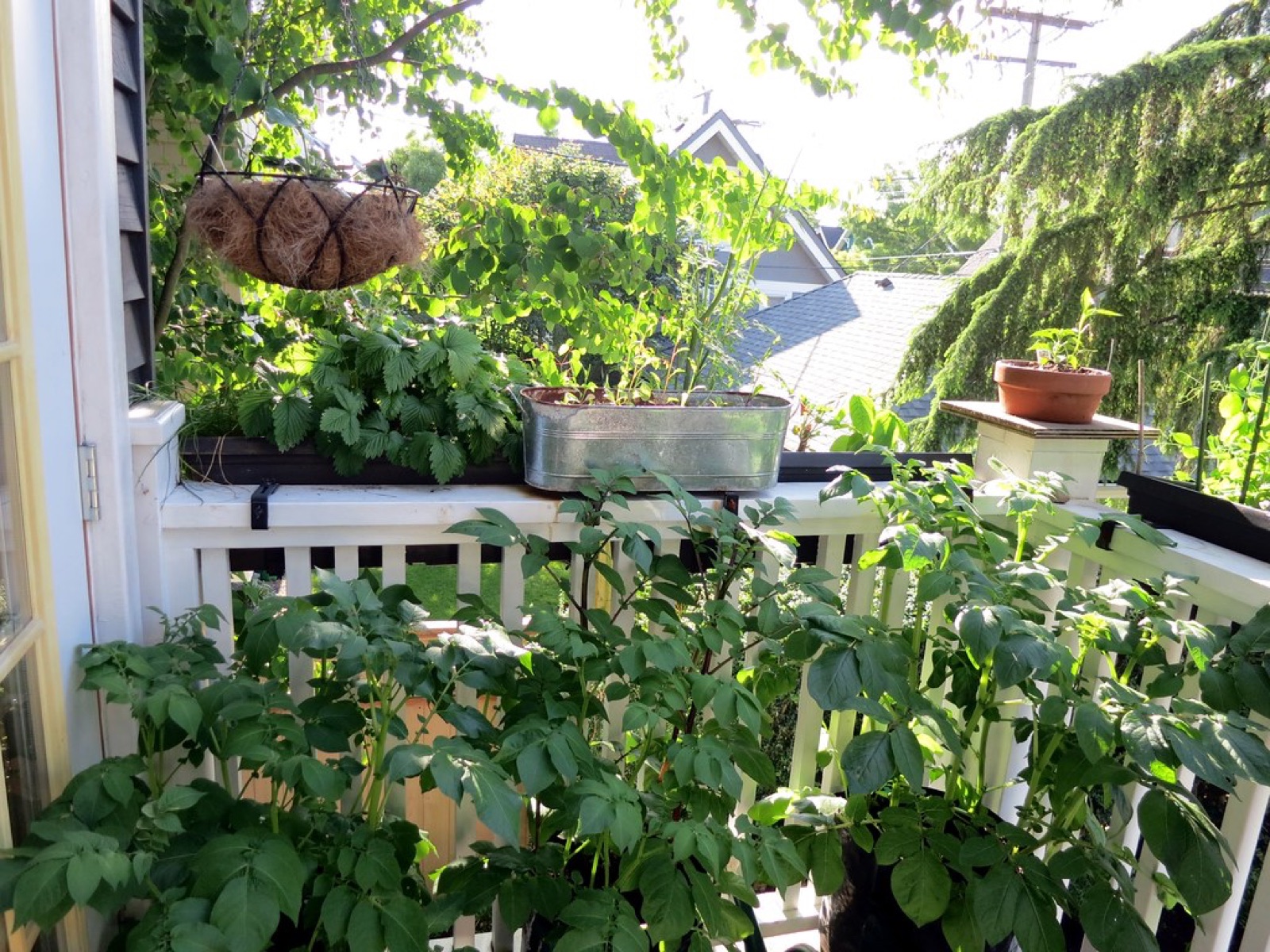 Build a Kitchen Garden in a 4x4 Balcony