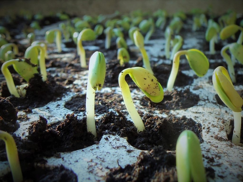 5 Secrets to Near-Perfect Germination