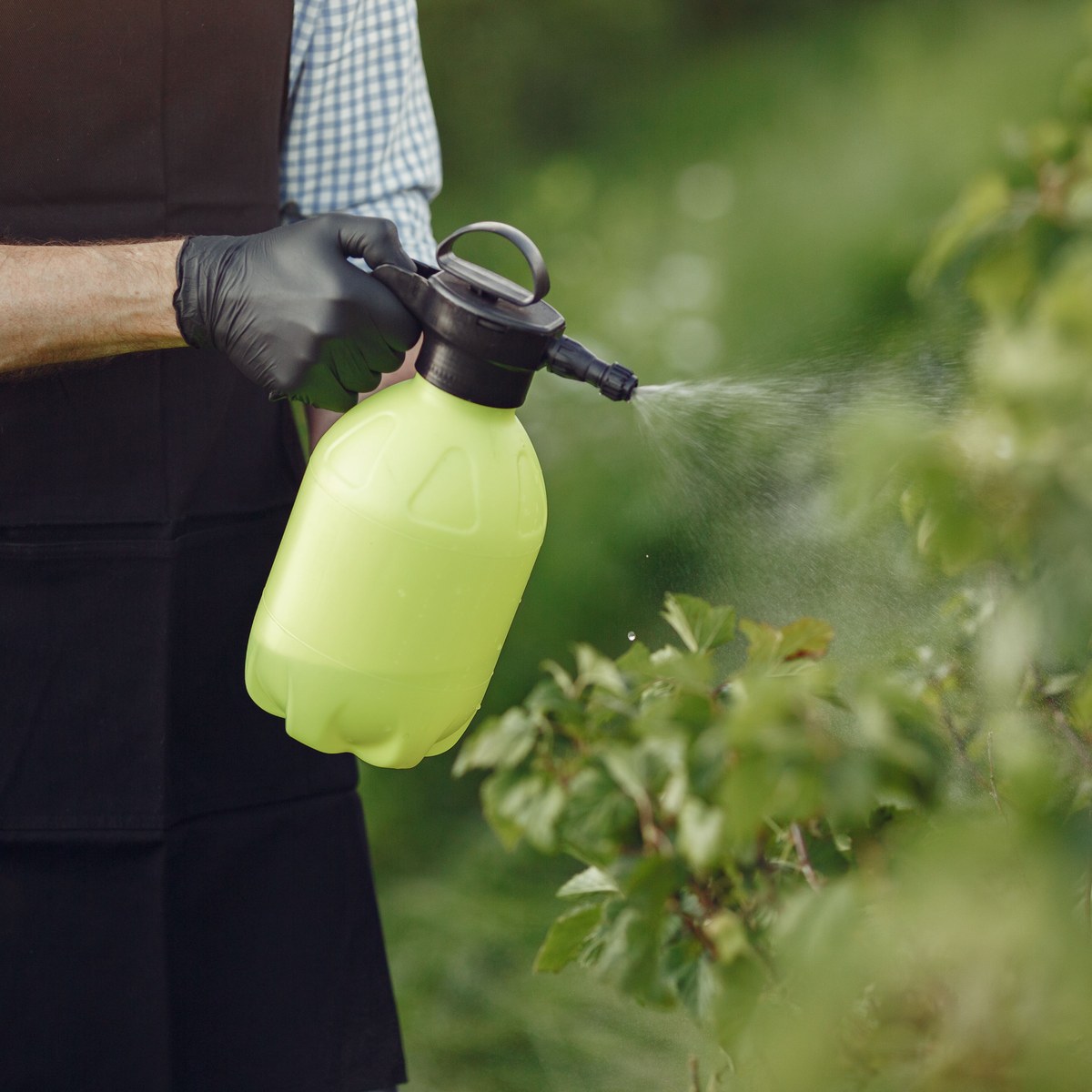 Plant 
  Protection